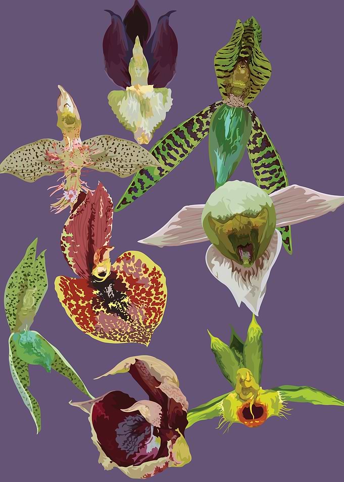 Catasetum Orchids