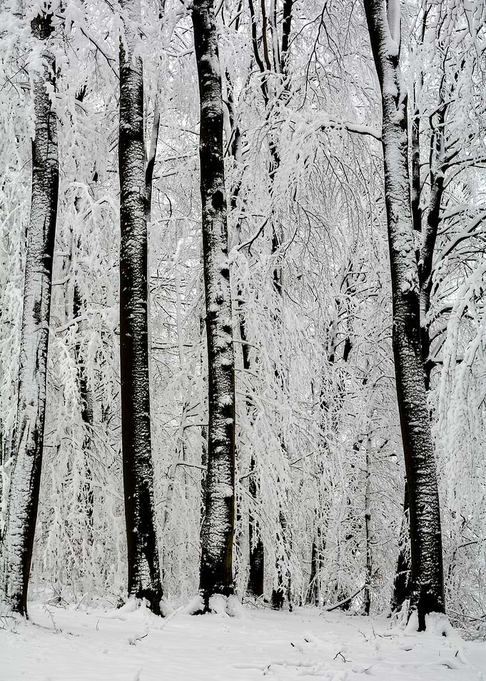 Snowy Forest Scene