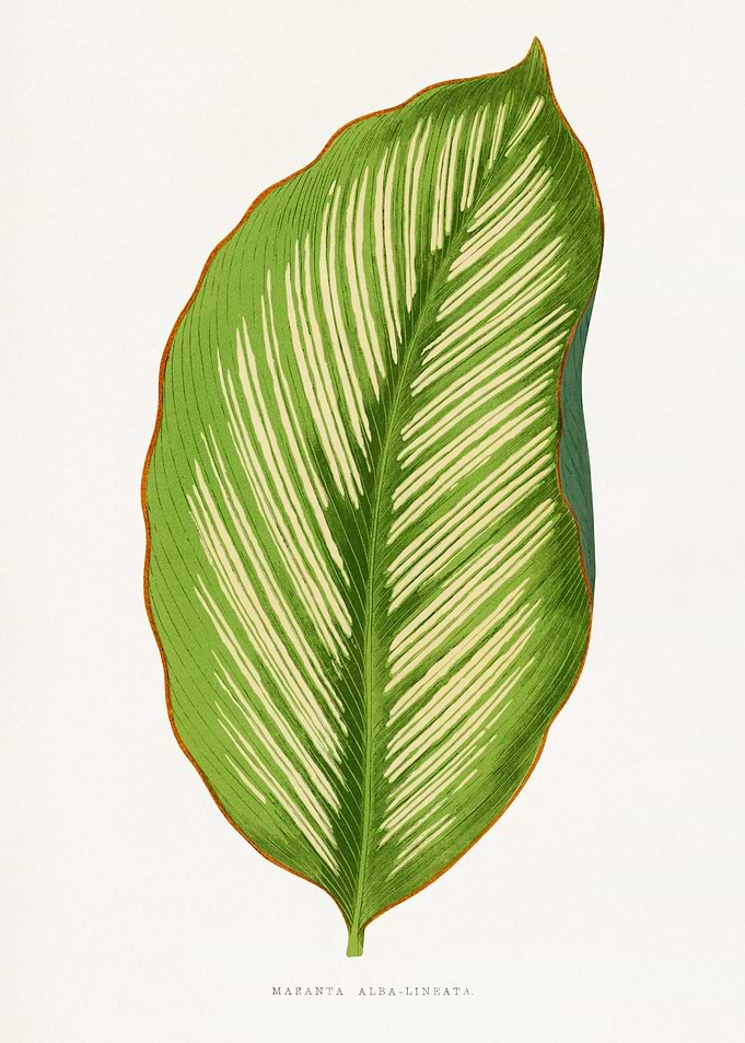 Maranta Alba-Lineata Leaf Illustration