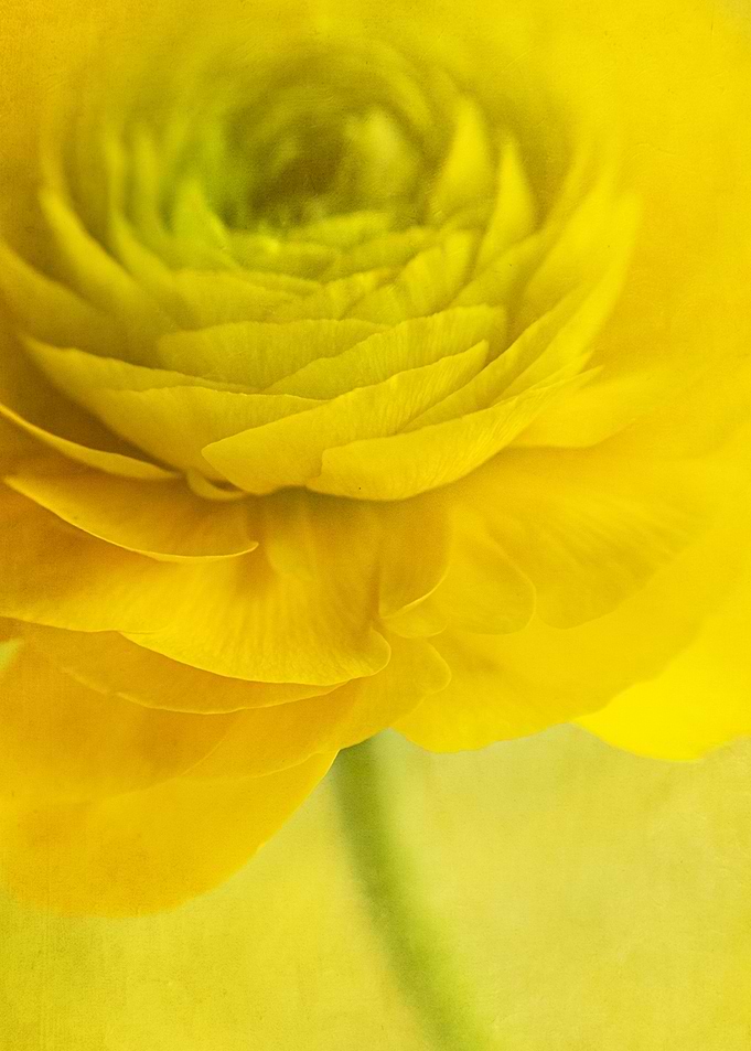 Yellow Flower Close-Up