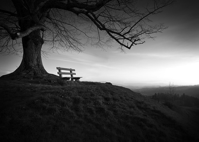 Black and White Tree and Bench