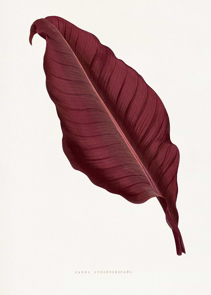 Canna Stronichicans Leaf Illustration