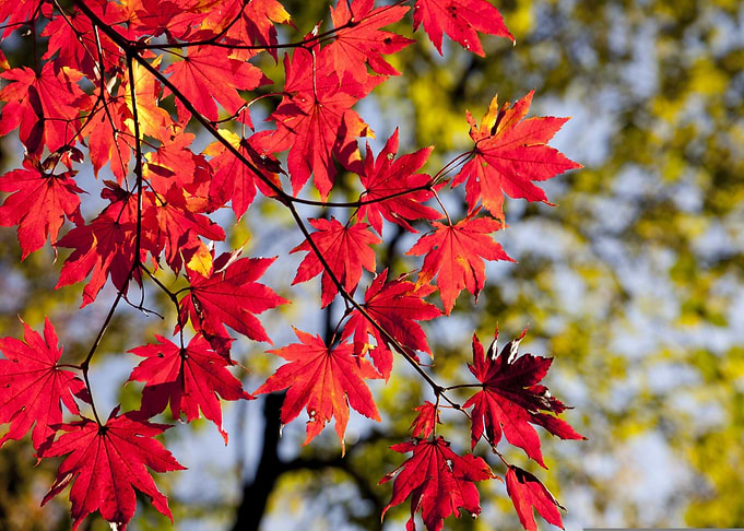Red Maple Leaves in Autumn Sunlight