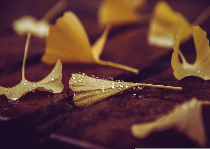 Ginkgo Leaves with Water Droplets