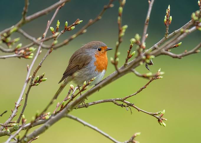 Robin perched on budding tree branch