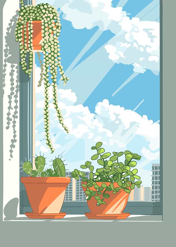 Plants by the Window