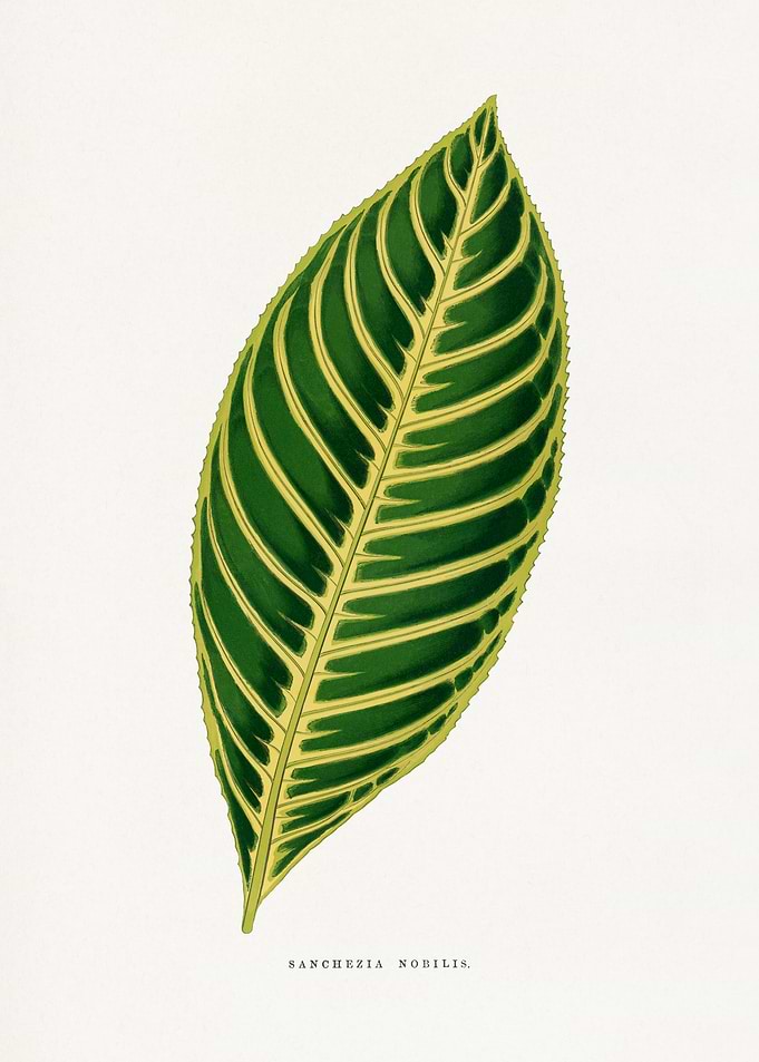 Sanchezia Nobilis Leaf Illustration
