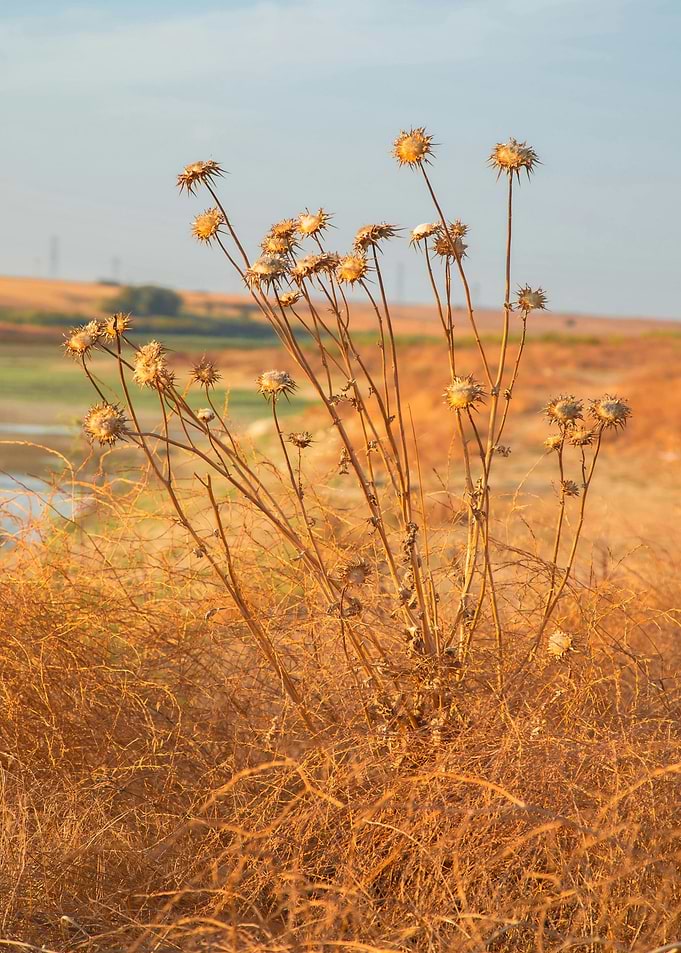 Dry Thistle Field Landscape