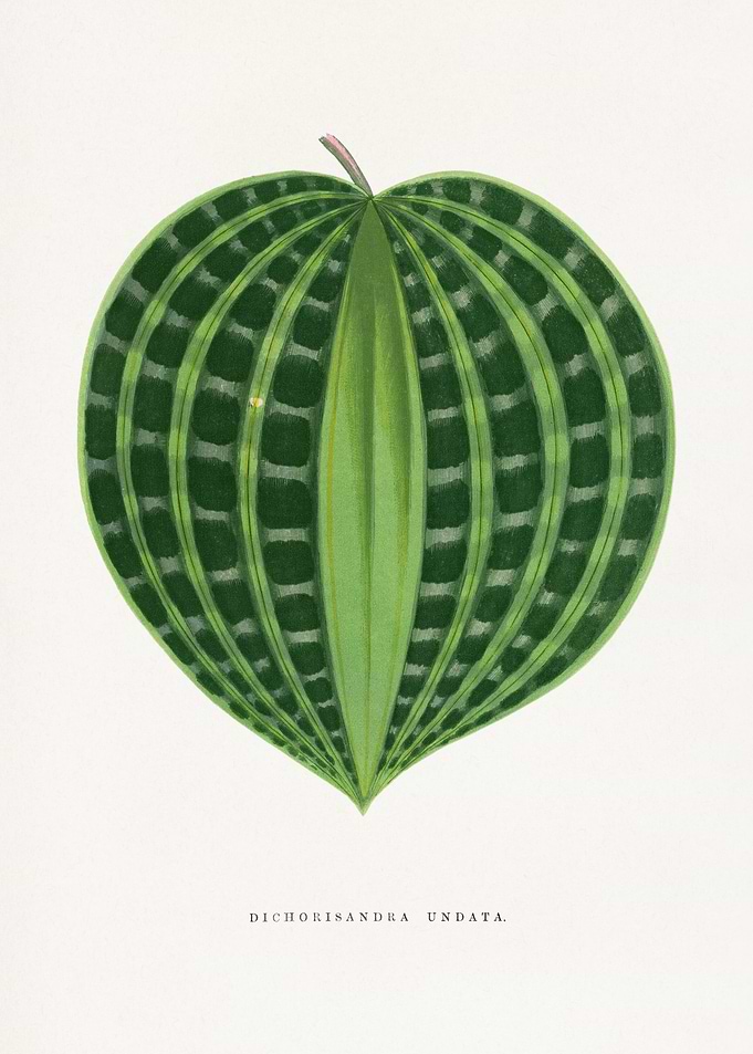 Dichorisandra Undata Leaf Illustration
