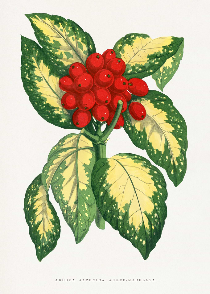 Aucuba Japonica Aureo-Maculata Botanical Illustration