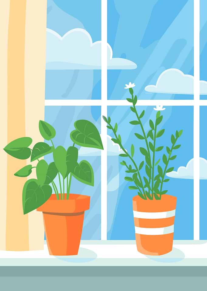 Two potted plants by the window