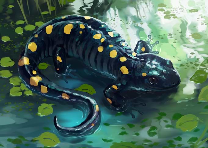 Spotted Salamander in Water