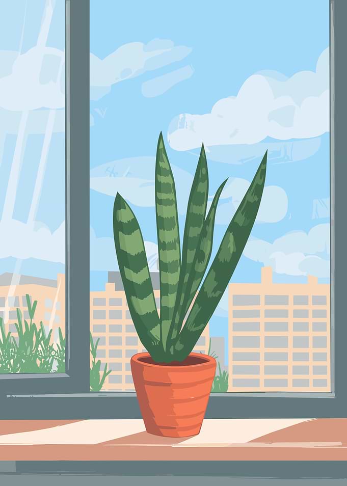 Snake Plant by the Window