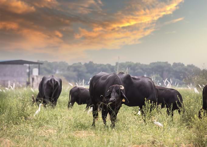 Buffaloes grazing in a field at sunset