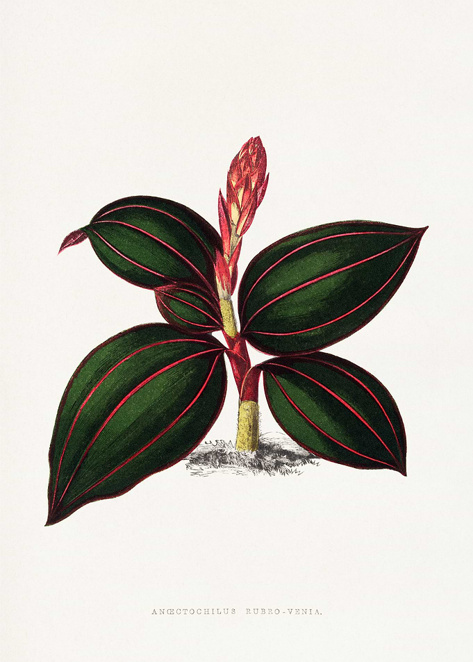 Anoectochilus Rubro-Venia Botanical Illustration