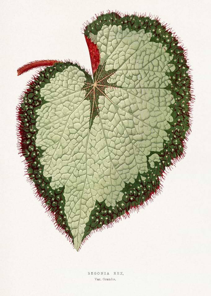 Begonia Rex Botanical Illustration