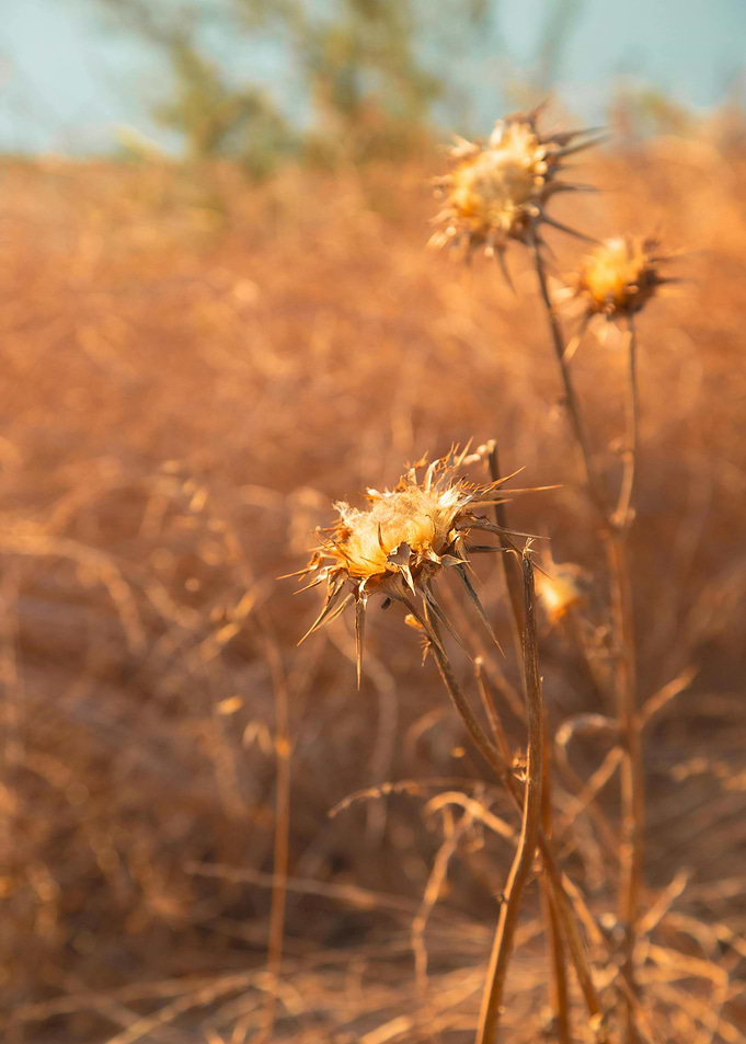 Dried Thistle in Field