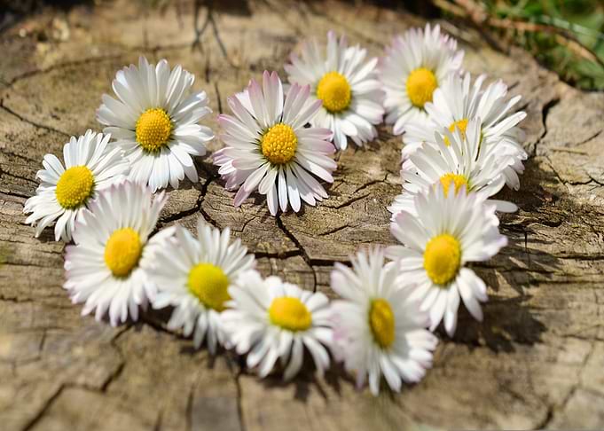 Daisies on a Tree Stump
