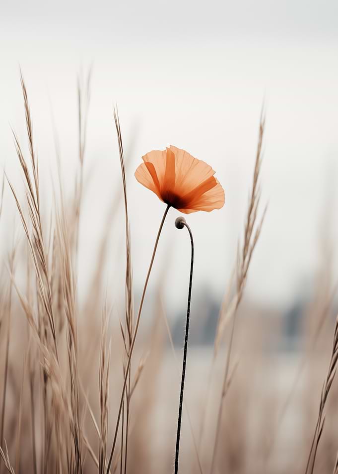 Solitary Poppy in a Field