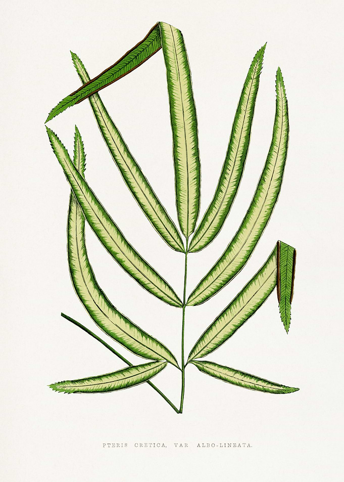 Pteris Cretica Var. Alba-Lineata Illustration