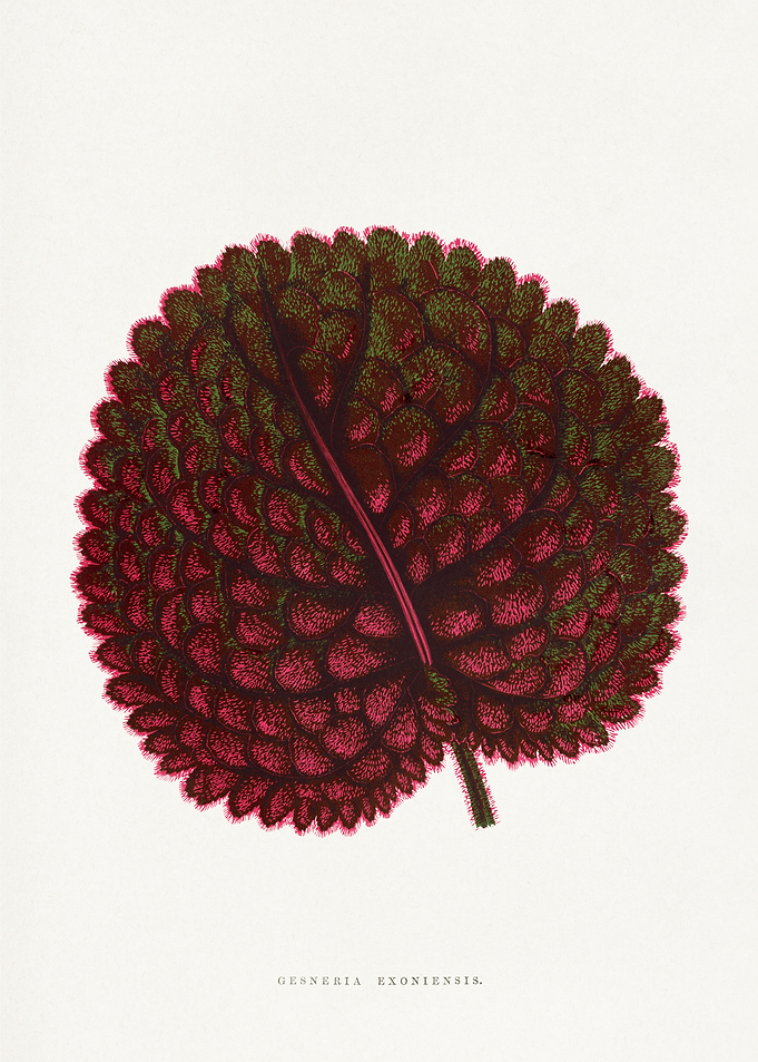 Gesneria Exoniensis Leaf Illustration