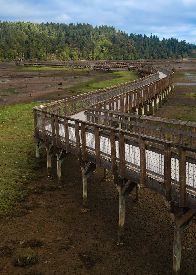 Wooden Boardwalk Through Wetlands Landscape