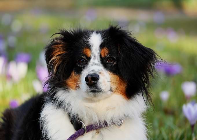 Dog Portrait in a Field of Flowers