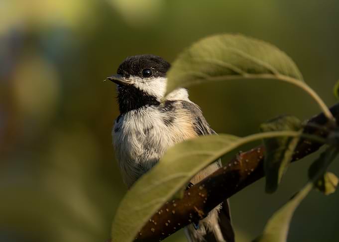 Mésange à tête noire dans un verger [Version horizontale]