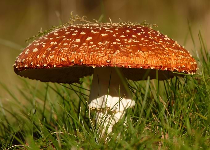 Amanita Mushroom in Green Grass