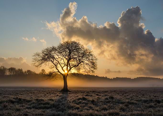 Sunrise Through Bare Tree in Field