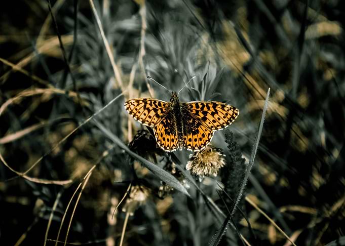 Orange Butterfly on Grass