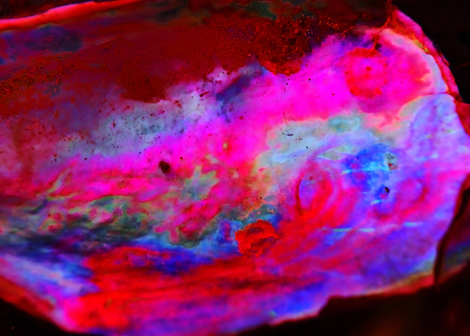 Fiery Neon Shell – Psychedelic Abstract Texture Art
