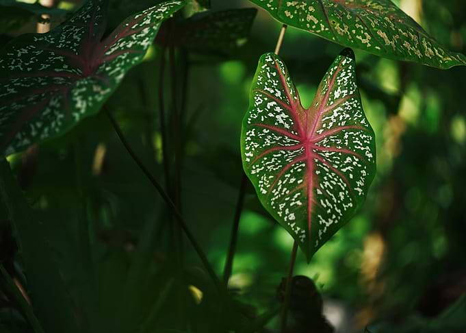 Caladium Leaf Close-Up