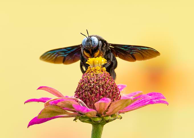 Carpenter Bee on Zinnia Flower
