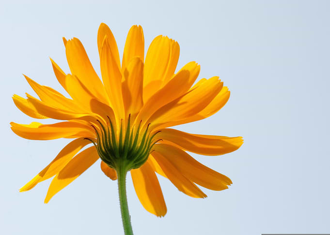 Calendula Flower Close-Up
