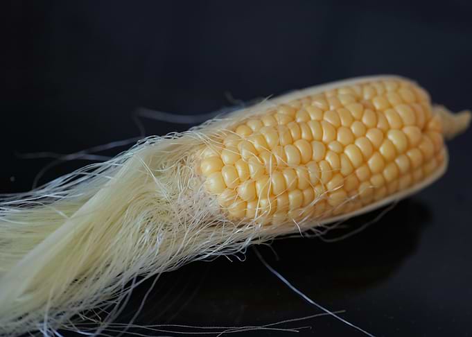 Fresh Corn on the Cob Close-Up