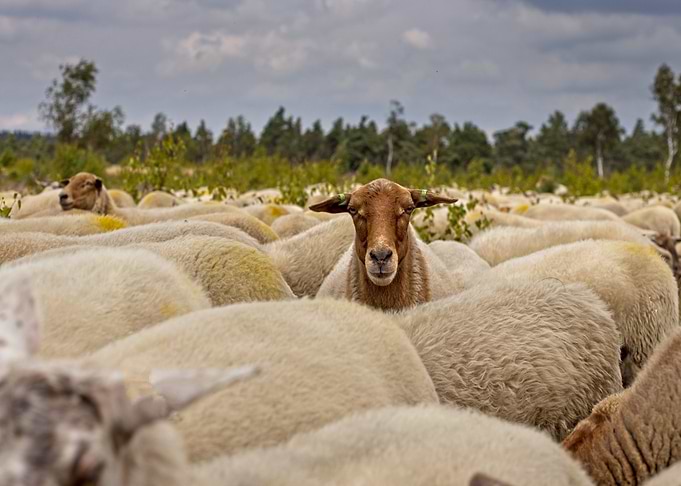 Flock of Sheep in a Field