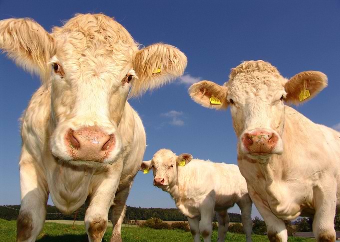 Cows in a Field