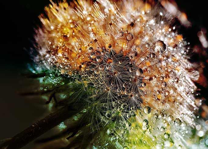 Dandelion Seed Head with Water Droplets