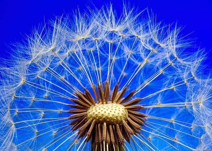 Dandelion Seed Head on Blue Background