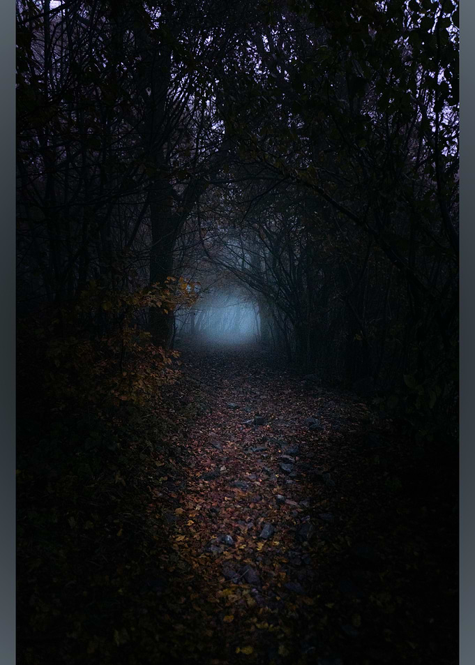 Dark Forest Path with Fog