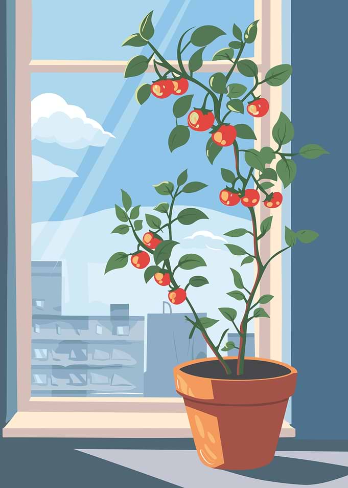 Tomato Plant by the Window