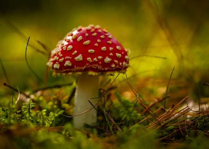 Red and White Mushroom in Forest