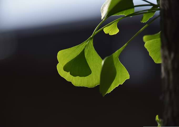 Ginkgo Leaves in Sunlight