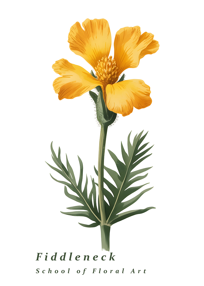 Fiddleneck Flower Illustration