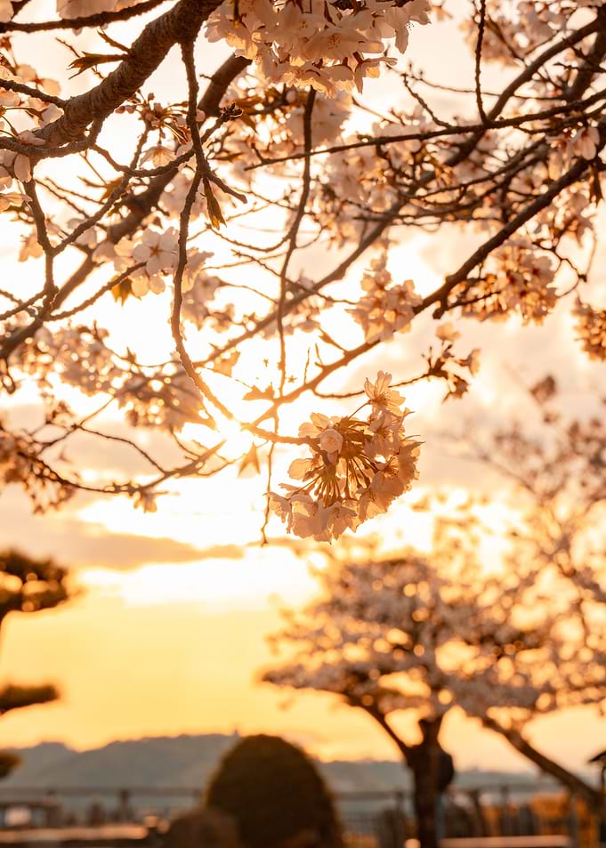 Cherry Blossoms at Sunset