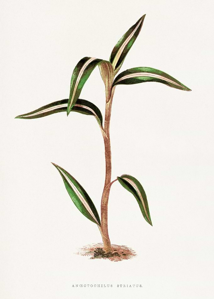 Anoectochilus Striatus Botanical Illustration