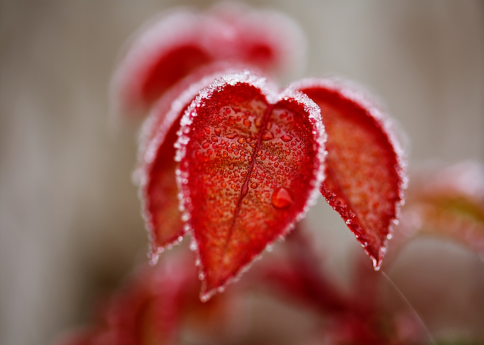 Frosty Red Leaves Close-Up