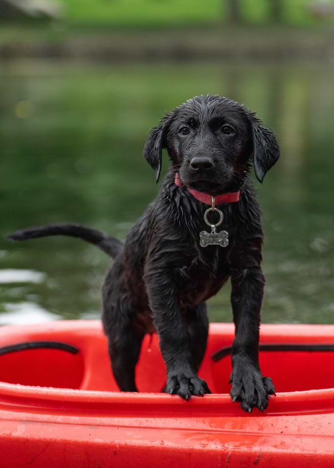 Wet Black Labrador Puppy in Red Kayak