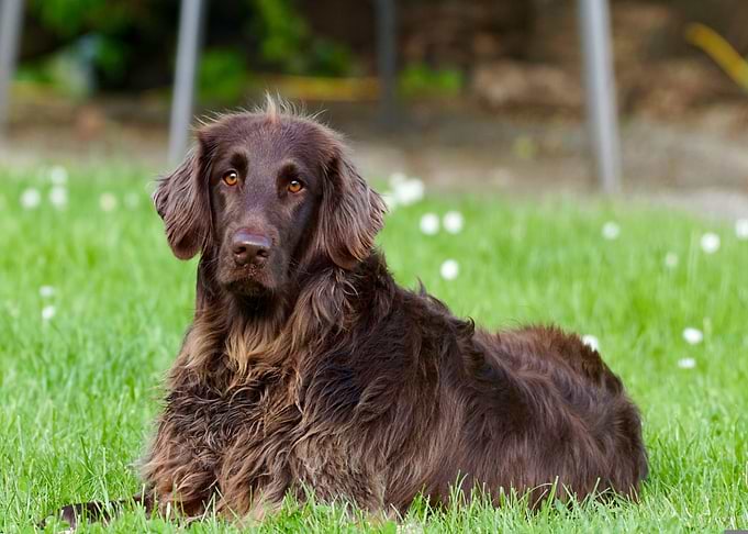 Brown Flat-Coated Retriever on Green Grass